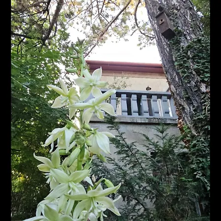 Kasza 블로톤퓌레드
