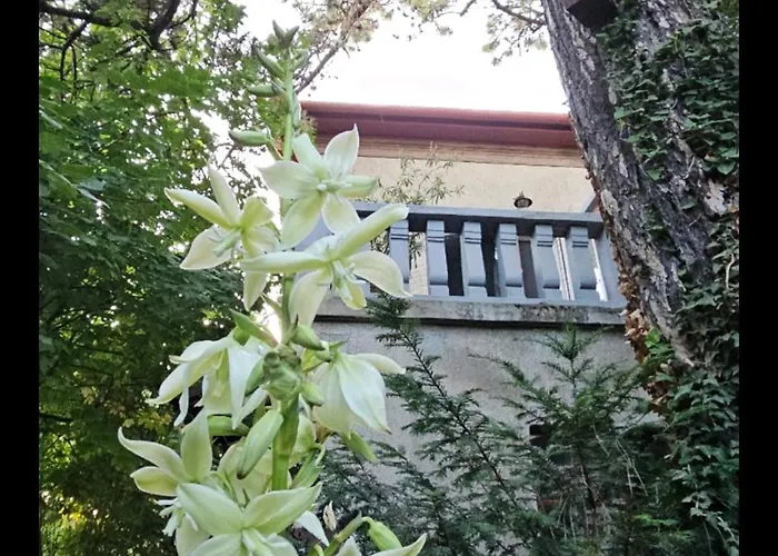 Kasza Balatonfüred